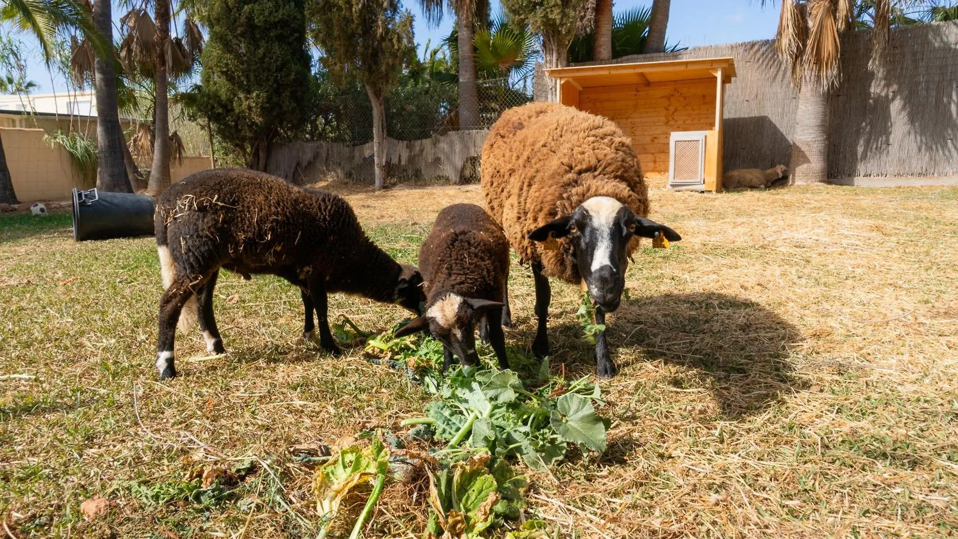 Hotel Finca Amapola - Agrotourismus Campos